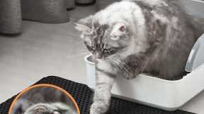 ✅Top 5:Best cat litter mats In 2022{cat litter mats review}
