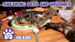Sneaking Pets And Brushes | S6 E86 | Training Feral Cats And Kittens