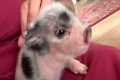 Piglet sweetly tells mom when it's