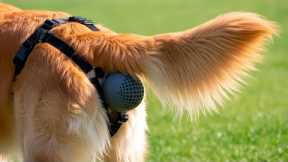 40 CLEVER Amazon Products For Your Pets!