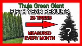 Thuja Green Giant Tree Review | FIFTH YEAR GROWTH DATA | Arborvitae Evergreen Fast Privacy Results