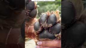 😱😱Random Useful Amazon Finds #shorts  #amazonfinds #trendingproducts