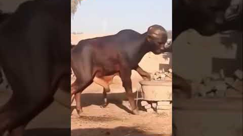 WHAT DID I JUST WATCHED #funny #trending #comedymovies #kaizaratv #movie #fyp #youtubeshorts #reels