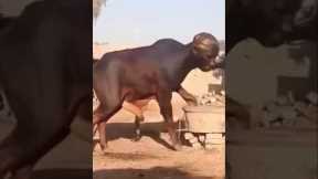 WHAT DID I JUST WATCHED #funny #trending #comedymovies #kaizaratv #movie #fyp #youtubeshorts #reels